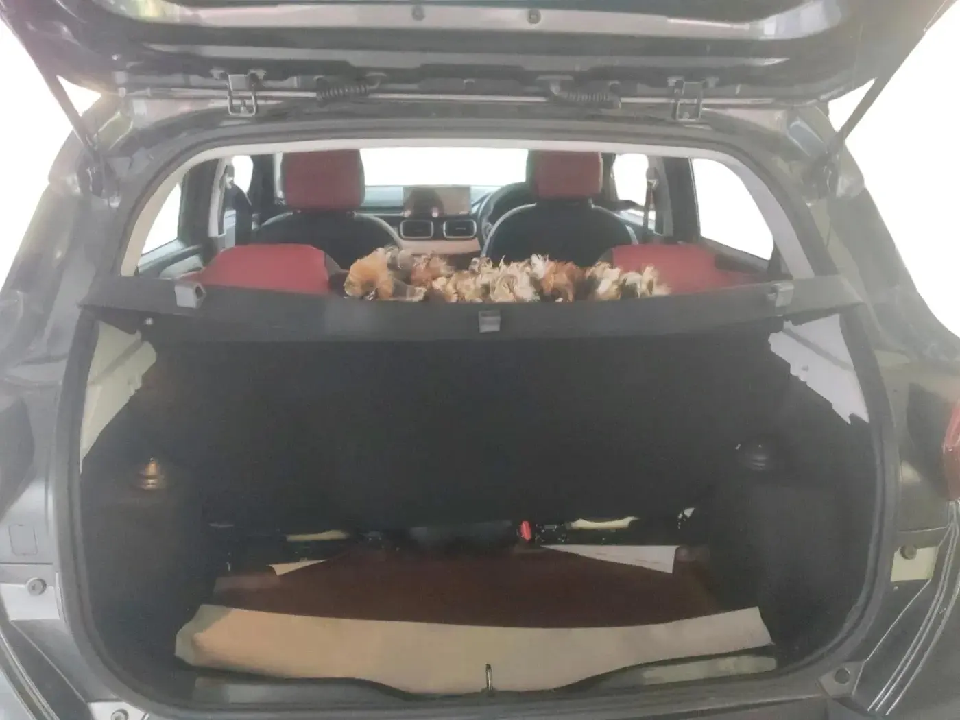 2025 Tata PUNCH Accomplished Plus, Petrol, Manual, 1,558 km, exterior